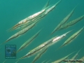 Aeoliscus strigatus DSC08174