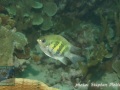 Amblyglyphidodon-curacao-DSC06885