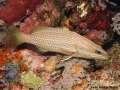 Anyperodon-leucogrammus-DSC00715