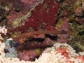 Aulostomus-chinensis-DSC00761