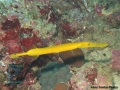 Aulostomus chinensis DSC02611