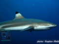 Carcharhinus-melanopterus-DSC01905