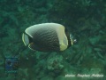 Chaetodon-reticulatus-DSC06631