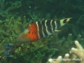 Cheilinus-fasciatus-DSC06548