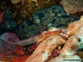 Corythoichthys-cf-nigripectus-DSC05772