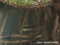 DSC07891-Zenarchopterus-dispar