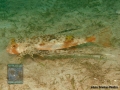 Dactyloptena orientalis DSC08677