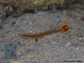 Doryrhamphus excisus excisus DSC08843