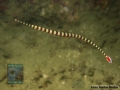 Dunckerocampus dactyliophorus DSC08126