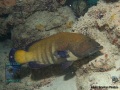 Epinephelus-argus-DSC01746