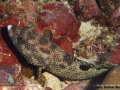 Epinephelus-hexagonatus-DSC03379