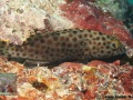 Epinephelus-macrospilos-DSC04371