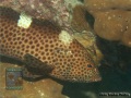 Epinephelus-maculatus-DSC04122