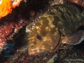 Epinephelus-polyphekadion-DSC01178