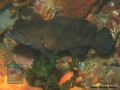 Epinephelus sp. DSC08436