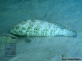 Epinephelus-tauvina-PB271854