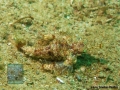 Eurypegasus draconis DSC08350