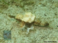 Eurypegasus draconis DSC08686