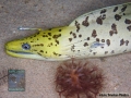 Gymnothorax fimbriatus DSC08862