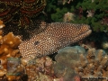 Gymnothorax meleagris DSC01202