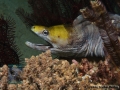 Gymnothorax rueppelliae DSC01384