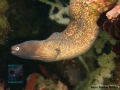 Gymnothorax thyrsoideus DSC02702