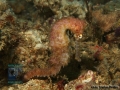 Hippocampus histrix DSC01555