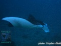 Mobula-alfredi-DSC09145