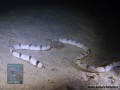 Myrichthys-clubrinus-E818_211353_cGK