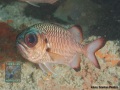 Myripristis-adusta-DSC09143