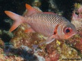 Myripristis-violacea-DSC02933