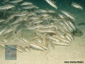 Plotosus lineatus DSC01716