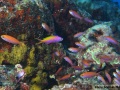 Pseudanthias-bartlettorum-DSC02810