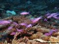 Pseudanthias-pascalus-DSC01657