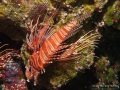 Pterois-antennata-DSC02909