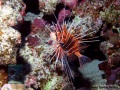 Pterois-radiata-PB159155