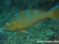 Scarus-ghobban-DSC04327