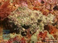 Scorpaenopsis-diabolus-DSC04357