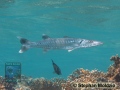 Sphyraena-barracuda-DSC06114