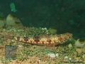 Synodus variegatus DSC02819