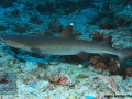Triaenodon-obesus-DSC05849