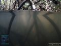 Twilight Stilt-root thicket