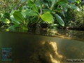 Mangroves at O´Keefes´Island