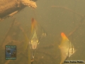 Silver Moony (Monodactylus argenteus)