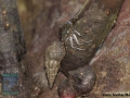 Mangrove snail meets Mangrove crab
