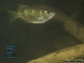 Banded archerfish (Toxotes jaculatrix)
