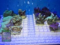 IMG_2951