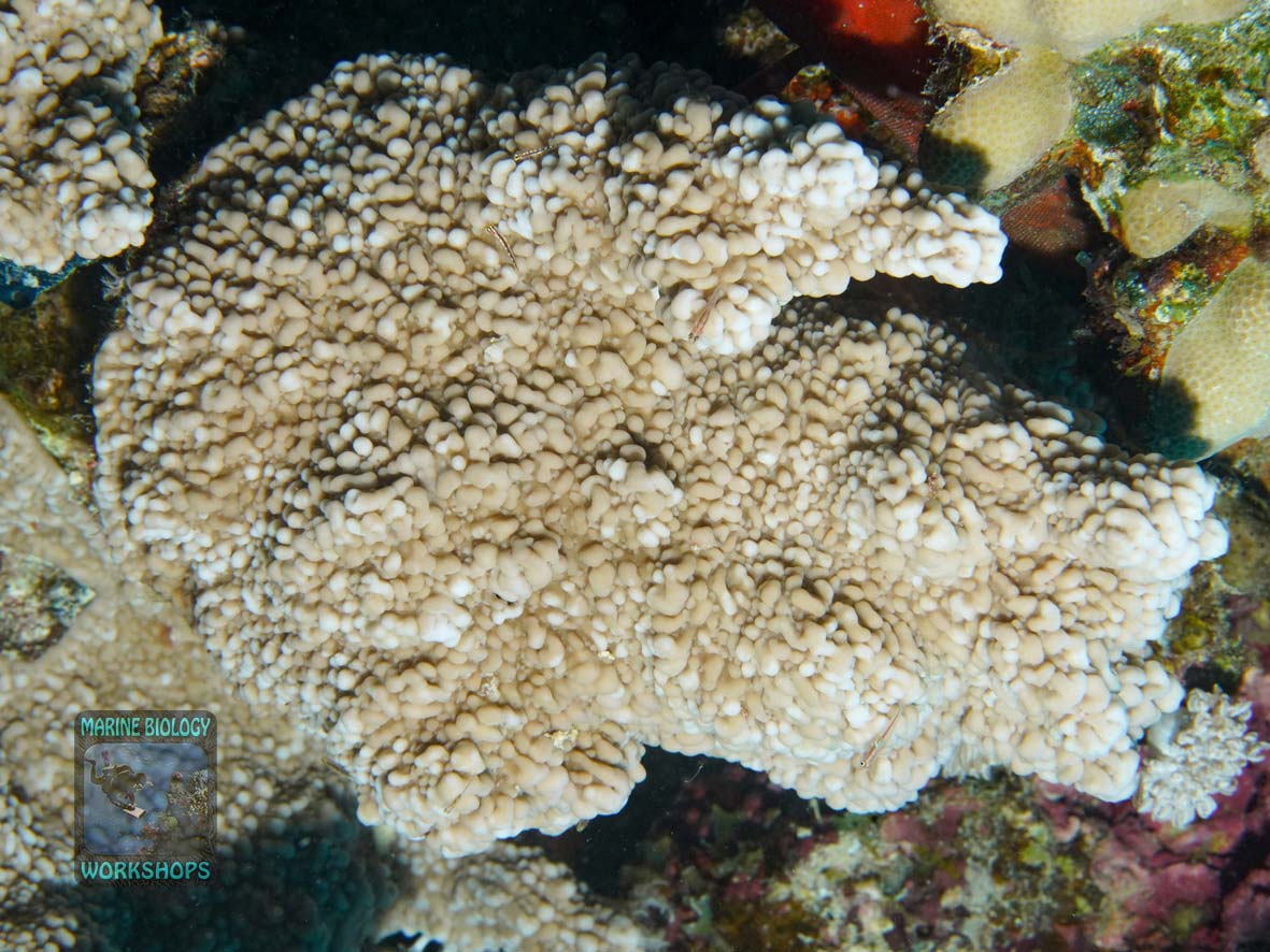 Montipora-DSC07966