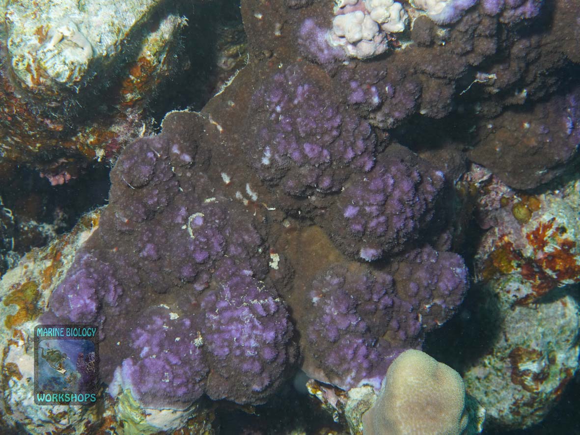 Montipora-DSC08153