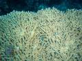 Acropora-DSC01052